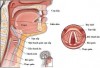 UNG THƯ THANH QUẢN LÀ GÌ ?