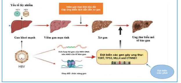 MỐI LIÊN HỆ GIỮA VIÊM GAN B/C VÀ UNG THƯ GAN CÁCH DỰ PHÒNG VÀ ĐIỀU TRỊ